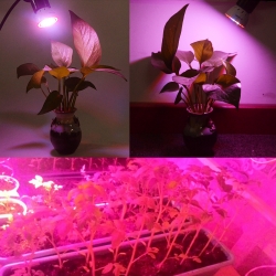 15W Augalų auginimo lempa 