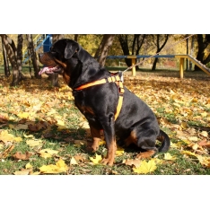 HUNTER Divo šunų petnešos XL (75–85 cm)