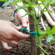 PVC sodo augalų tvirtinimo juosta