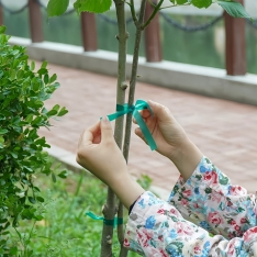 PVC sodo augalų tvirtinimo juosta