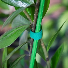 Velcro tipo augalų tvirtinimo juosta