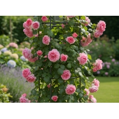 Sodo pergola obeliskas (kolumninė) 40 × 40 × 190 cm