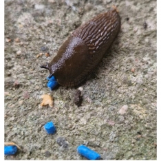 Ferronite slug granule moliuskocidas, 500 g