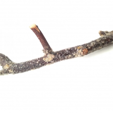 Kamienų apsauga ŠARVAS, 1 kg