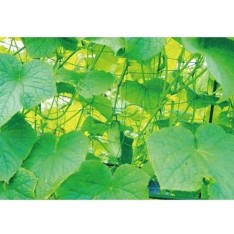 Sodo tinklas vijokliniams augalams 1,8 x 1,8 m