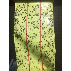 Lipni vabzdžių gaudyklė (ritė) 25 cm x 4 m